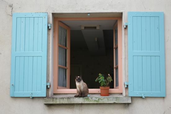 chat fenêtre