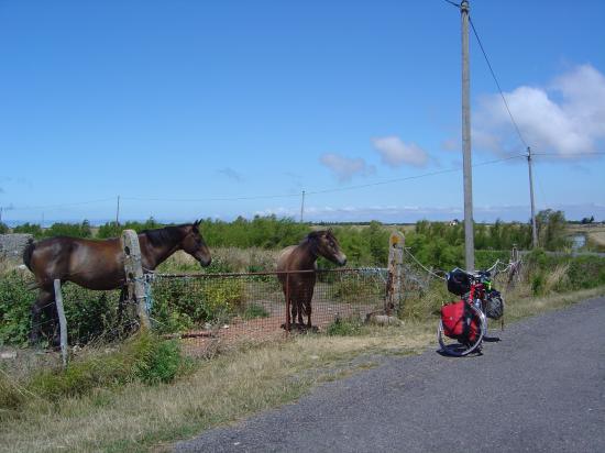 chevaux intrigués par une mule de bourin